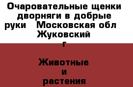 Очаровательные щенки дворняги в добрые руки - Московская обл., Жуковский г. Животные и растения » Собаки   . Московская обл.,Жуковский г.